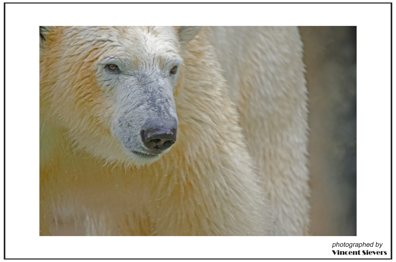 Eisbären Portrait im Münchener Zoo