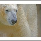 Eisbären Portrait im Münchener Zoo
