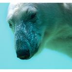 Eisbären-Portrait im Wuppertaler Zoo