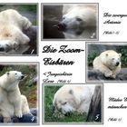Eisbären Potpourie