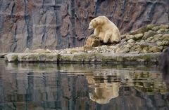 Eisbären sind nicht weiß