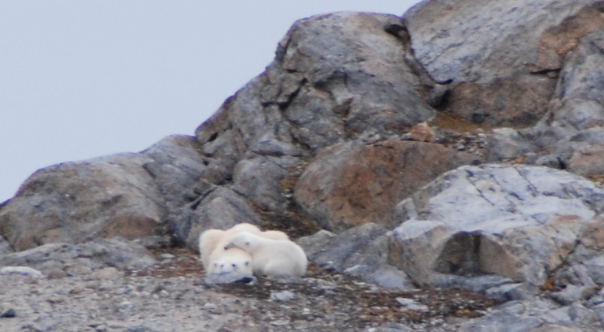 Eisbären - Svalbard - Spitzbergen - Norwegen - Juli 2007