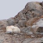 Eisbären - Svalbard - Spitzbergen - Norwegen - Juli 2007