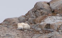 Eisbären - Svalbard - Spitzbergen - Norwegen - Juli 2007