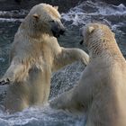 Eisbären Tanz auf zwei Beinen