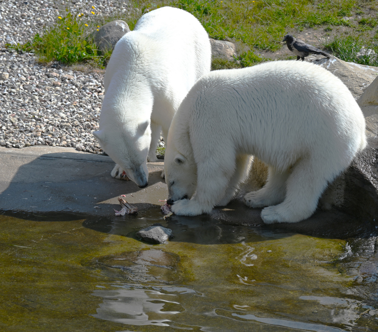 Eisbären teilen friedlich das Futter ..."Lass noch etwas  am Knochen dran"