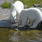 Eisbären teilen friedlich das Futter ..."Lass noch etwas  am Knochen dran"