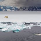 Eisbären vor der Küste