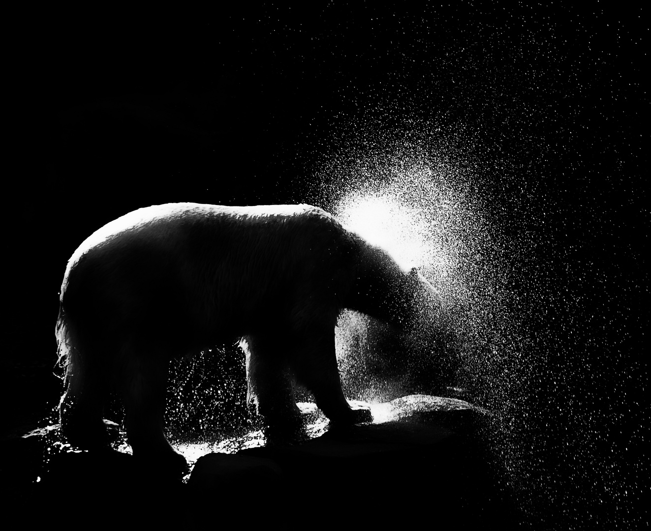 eisbären-wasser-spass ...