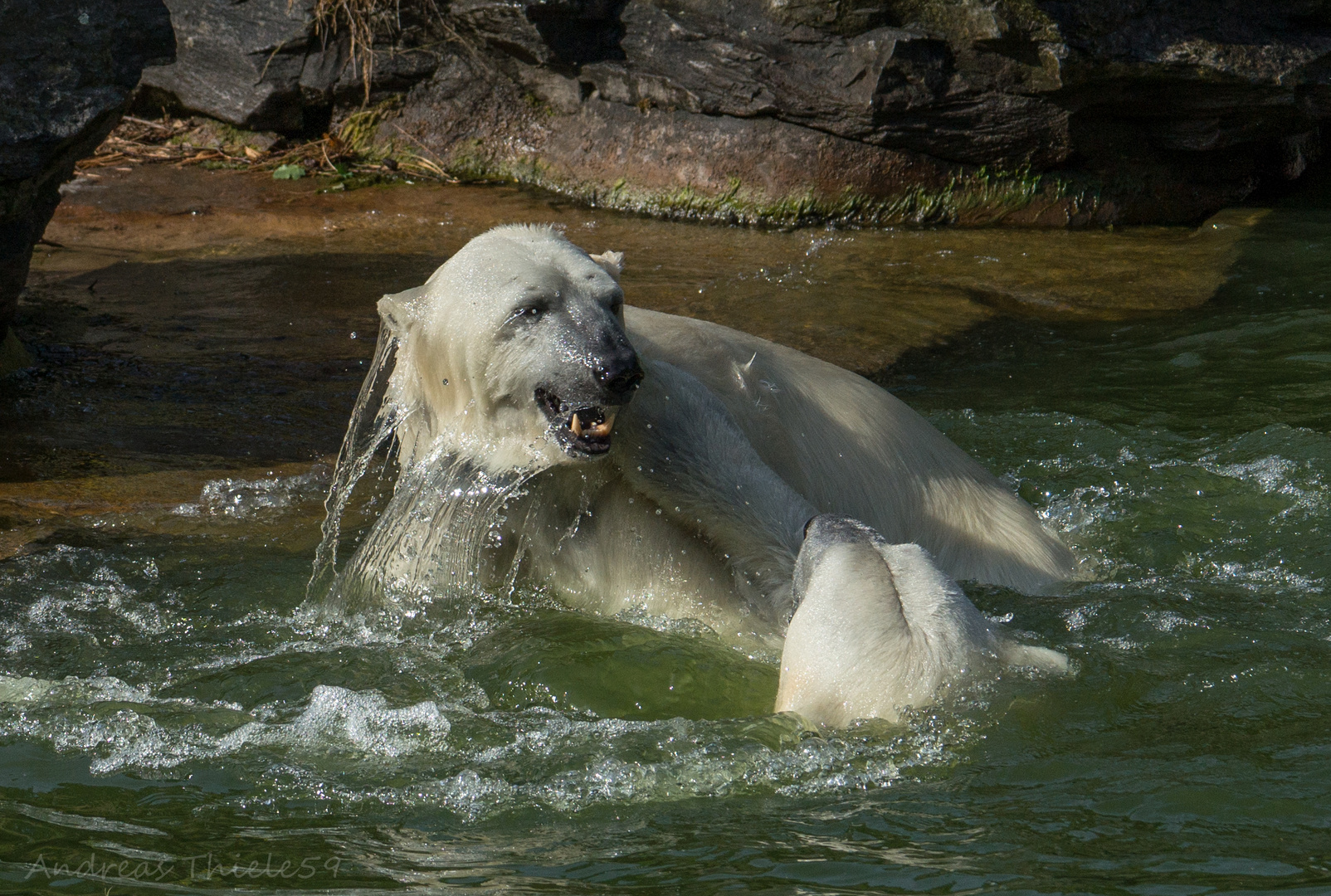 Eisbären - Wasserspiele (1)