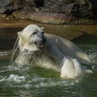 Eisbären - Wasserspiele (1)