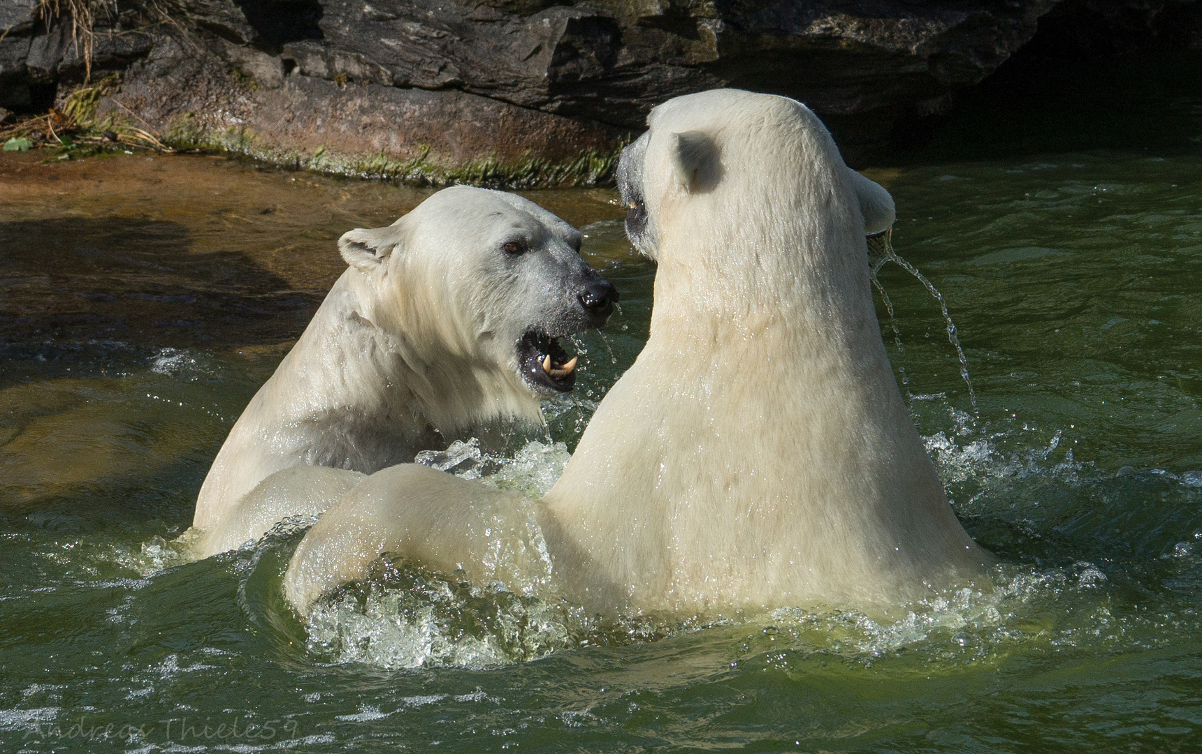 Eisbären - Wasserspiele (2)