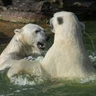 Eisbären - Wasserspiele (2)