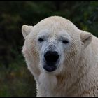 Eisbären Wetter !!!