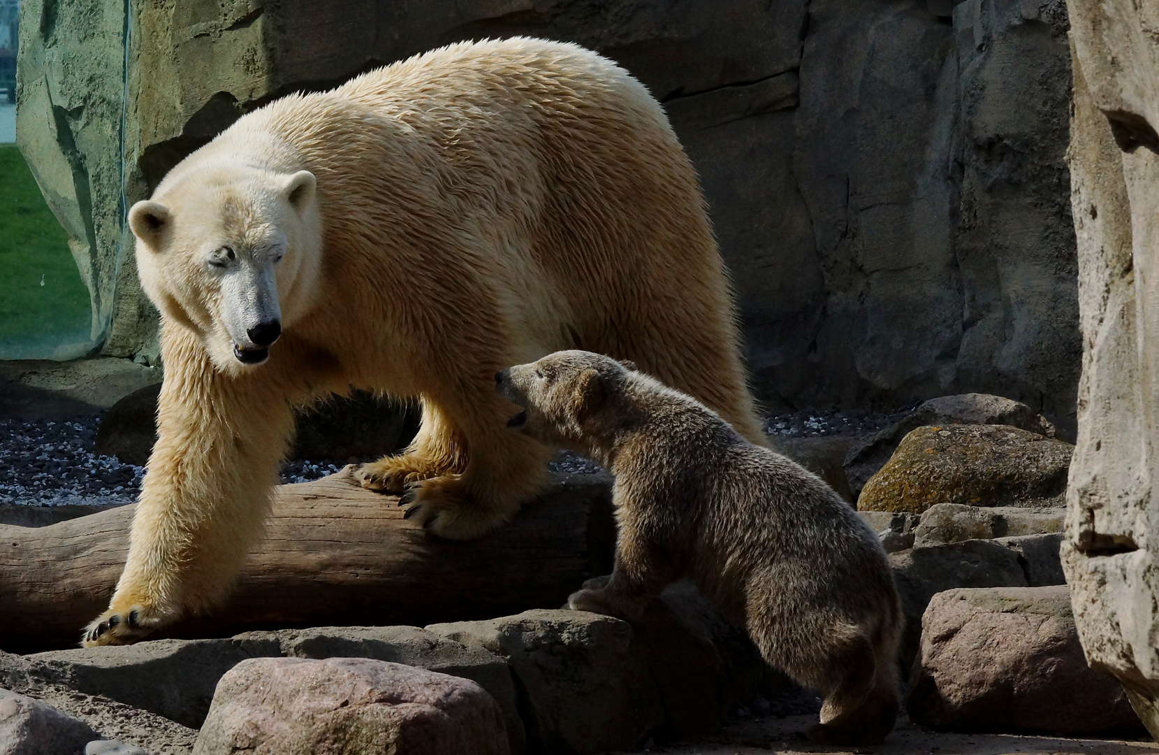 Eisbären - Zoo am Meer in Bremerhaven