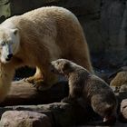 Eisbären - Zoo am Meer in Bremerhaven