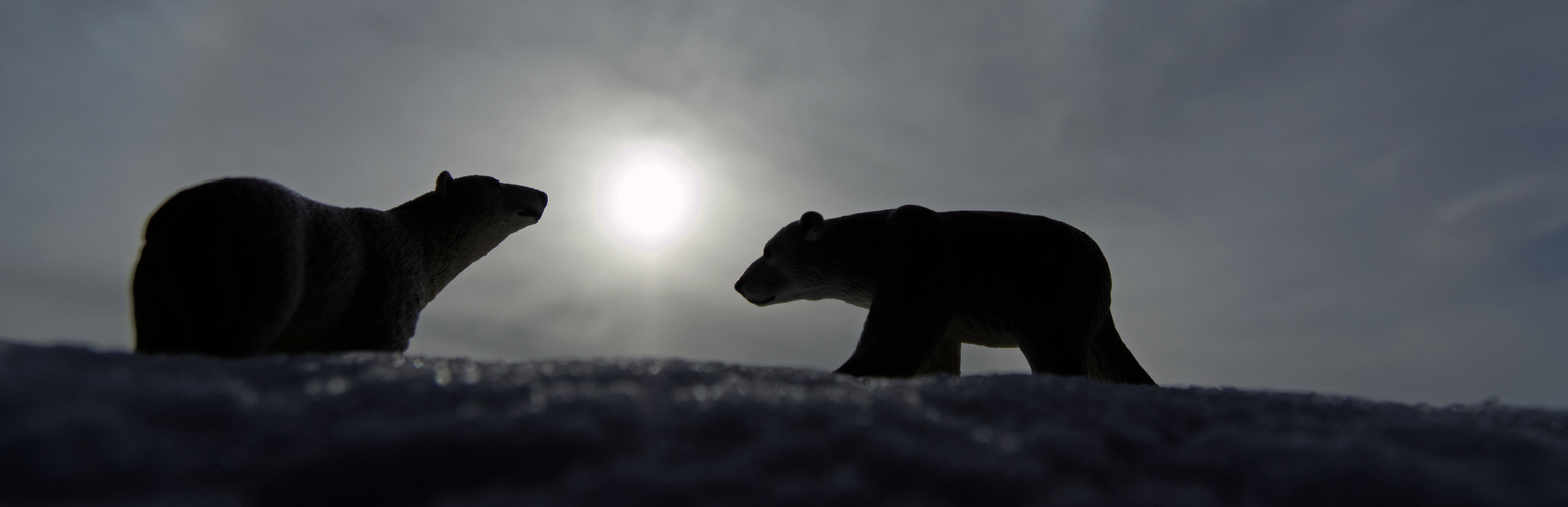 Eisbären zurücki m Allgäu