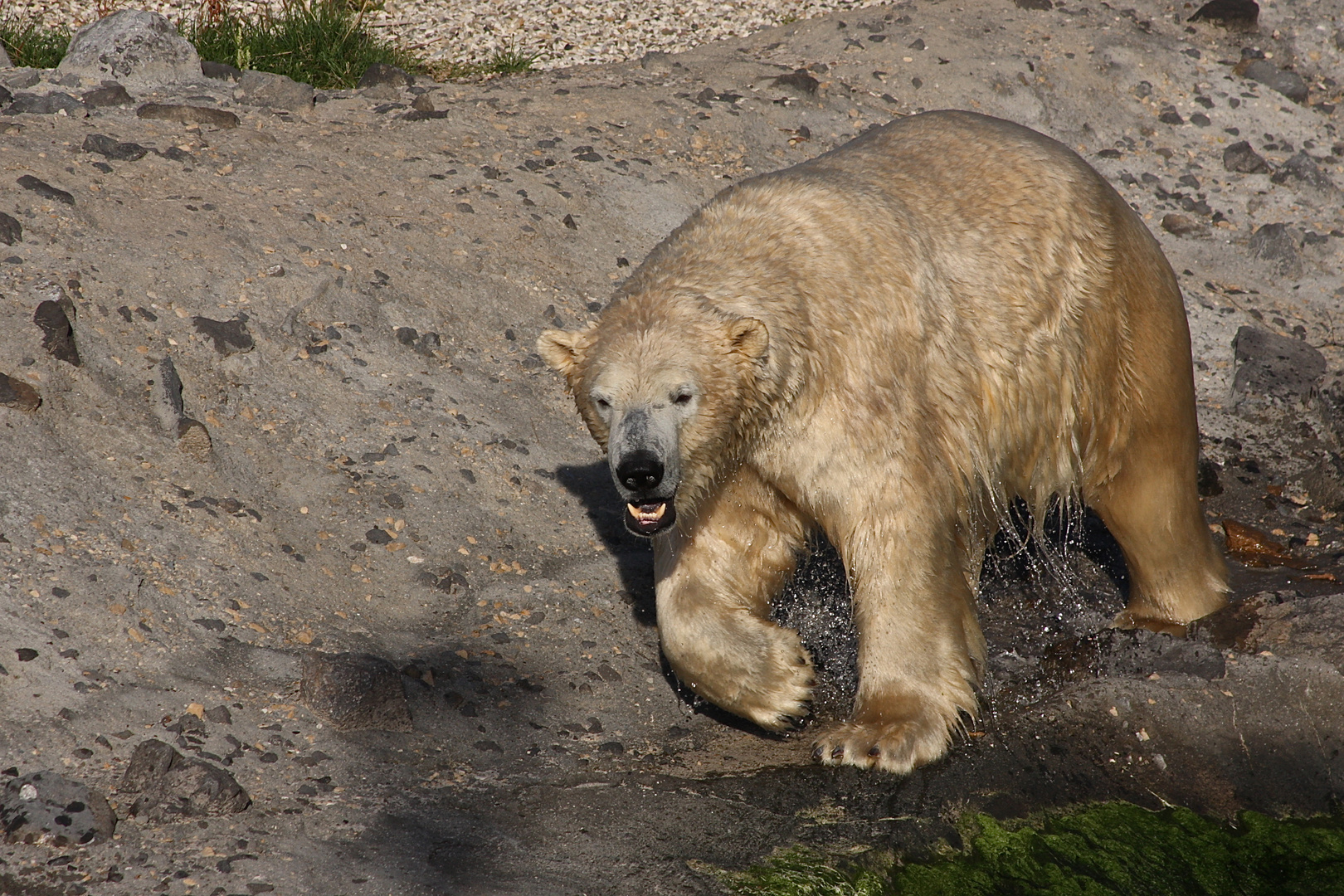 Eisbären3