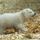 Eisbärenbaby 