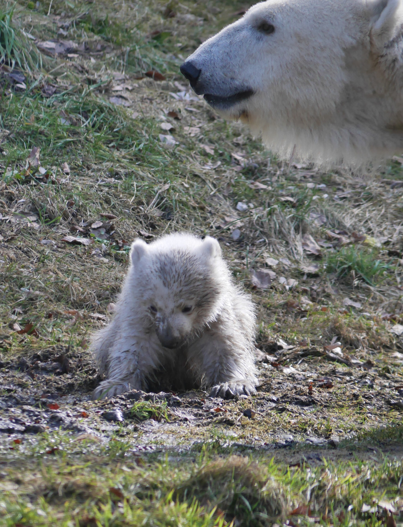 Eisbärenbaby im Münchener Zoo