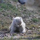 Eisbärenbaby im Münchener Zoo