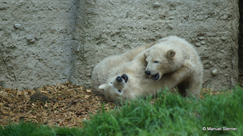Eisbärenbabys beim Raufen
