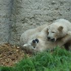 Eisbärenbabys beim Raufen