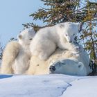 Eisbärenfamilie