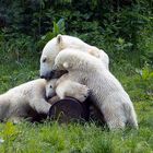 Eisbärenfamilie zur Schmuse-stunde