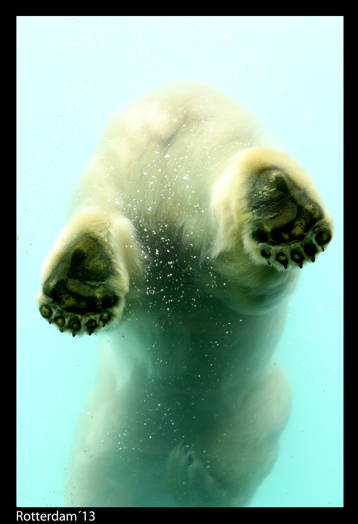 Eisbärenfüsse