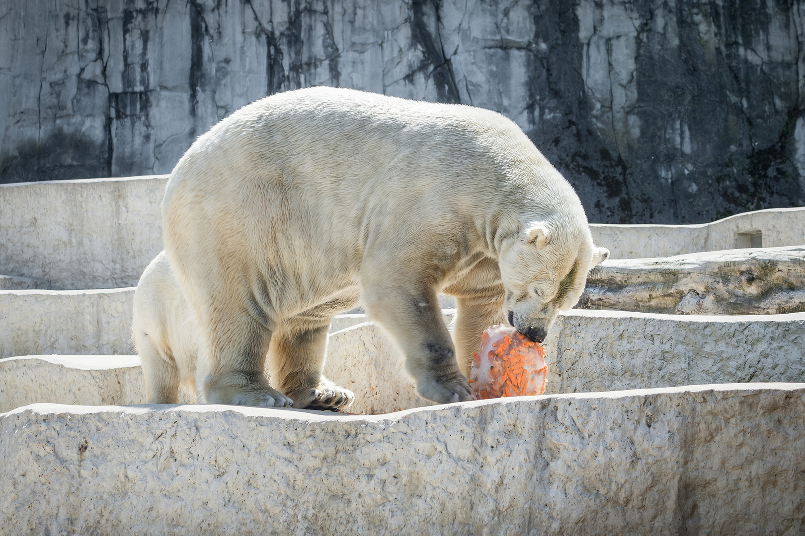 Eisbärenfütterung