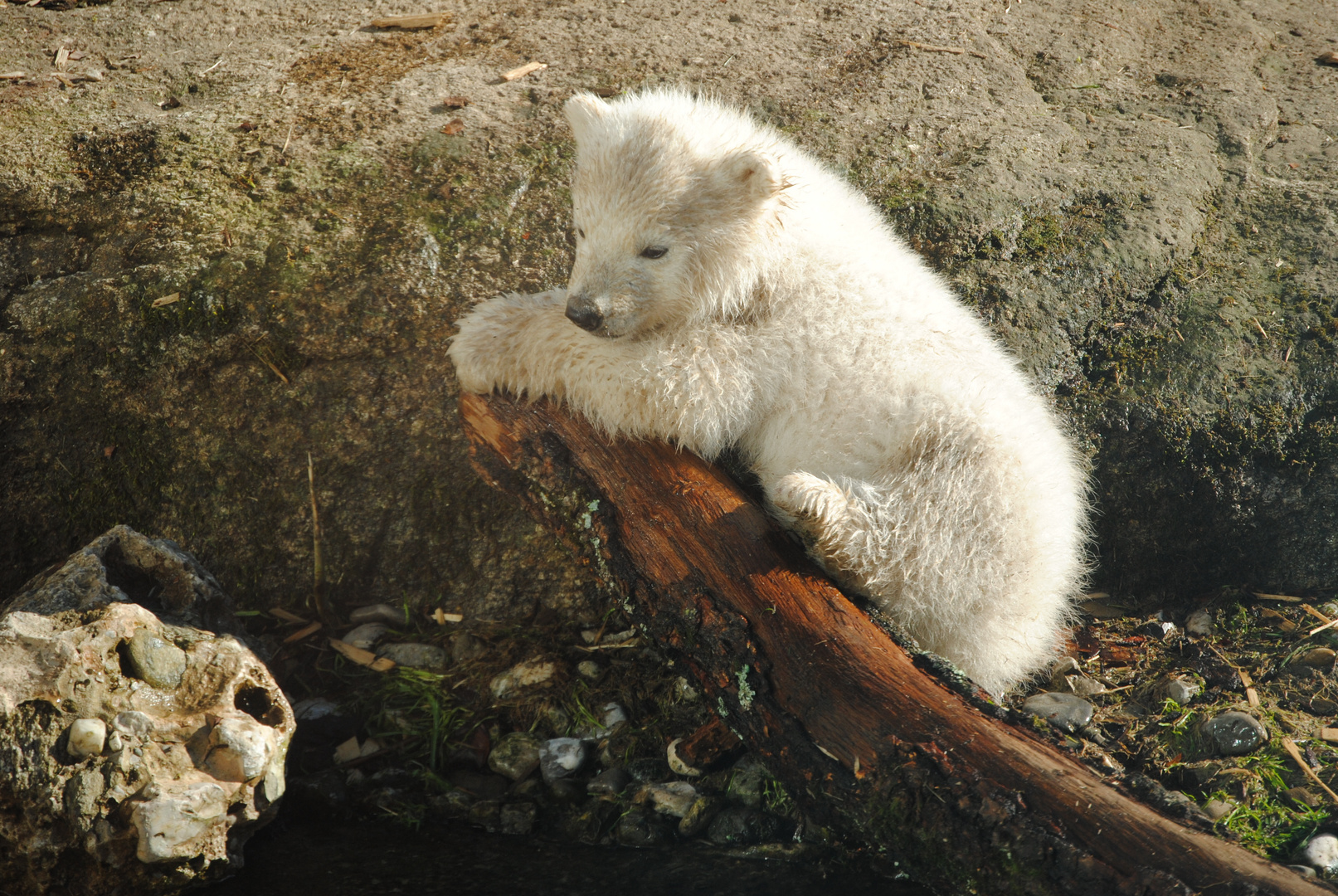 Eisbärenjunges Zoo München