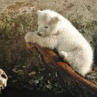 Eisbärenjunges Zoo München