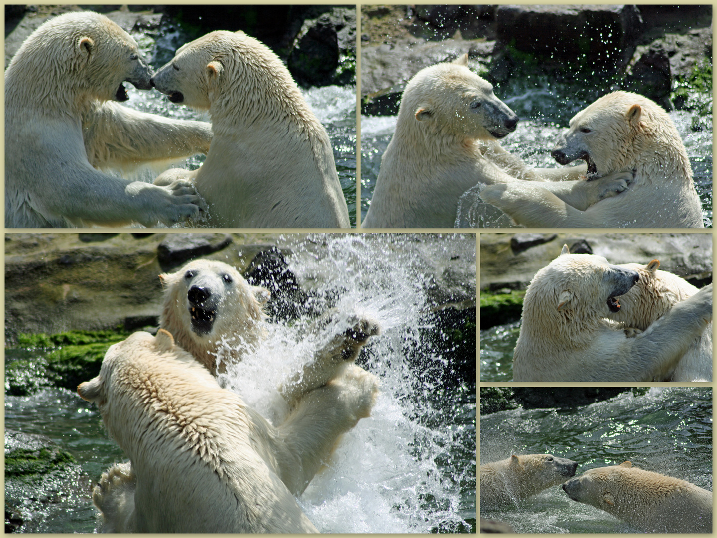 Eisbärenkämpfe Runde 4