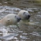 Eisbärenleben in Hellabrunn......