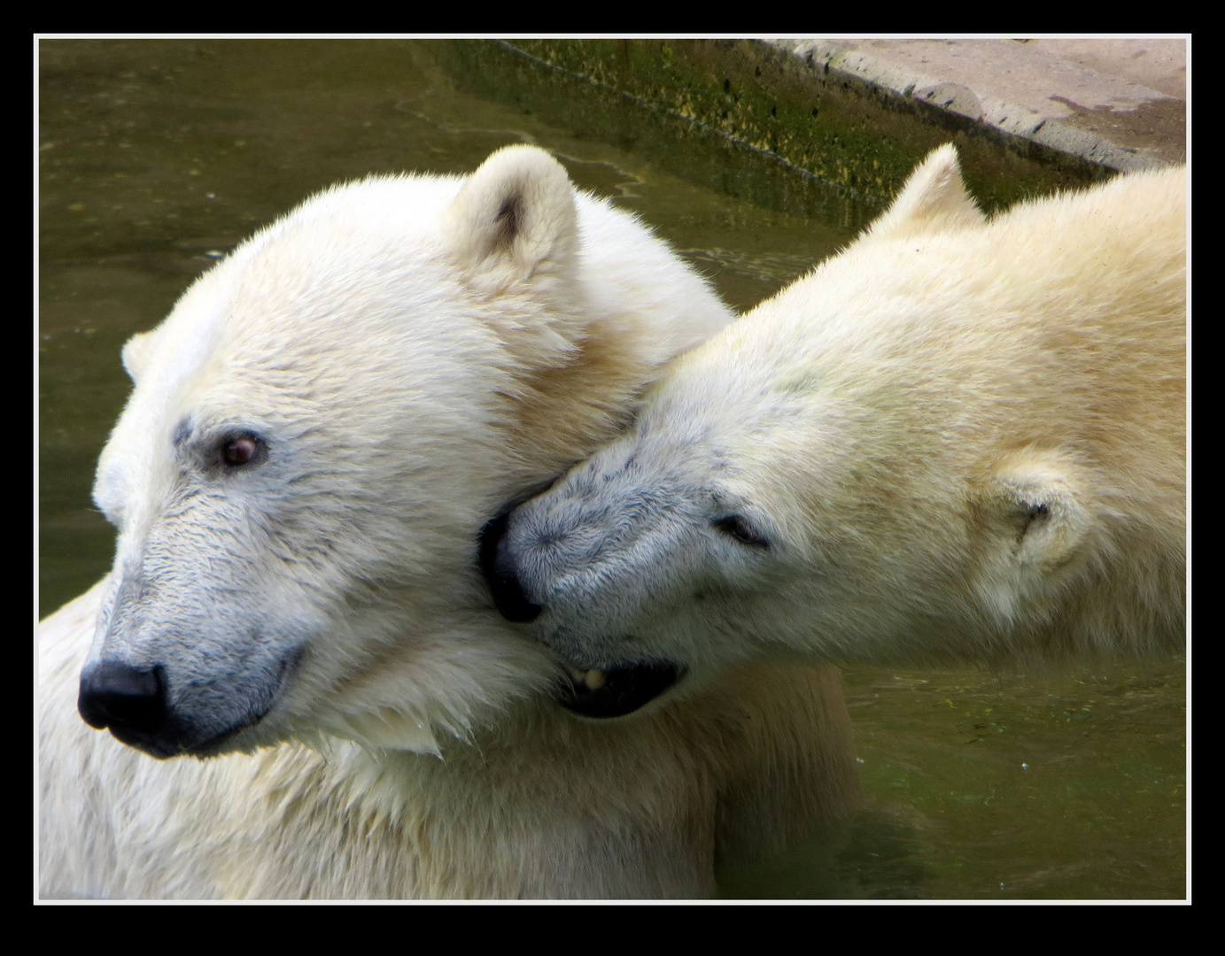 Eisbärenliebe