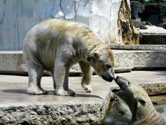 Eisbärenliebe