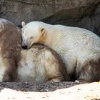 Eisbärenliebe