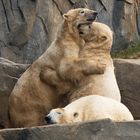 Eisbärenliebe