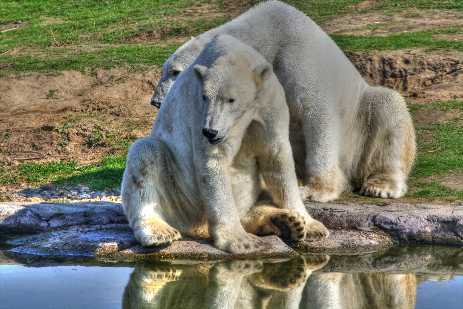 Eisbärenpaar im Tierpark