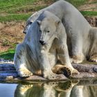 Eisbärenpaar im Tierpark