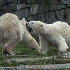 Eisbärenrangelei unter Freunden