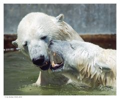 Eisbärenschmusen