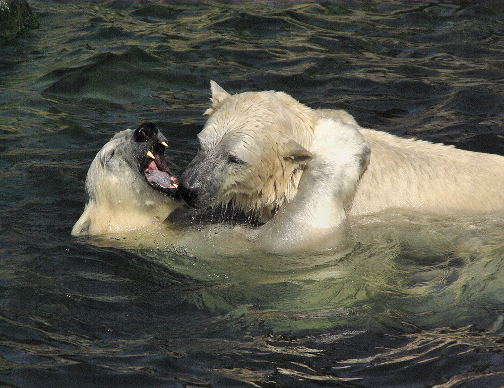 Eisbärenspiele