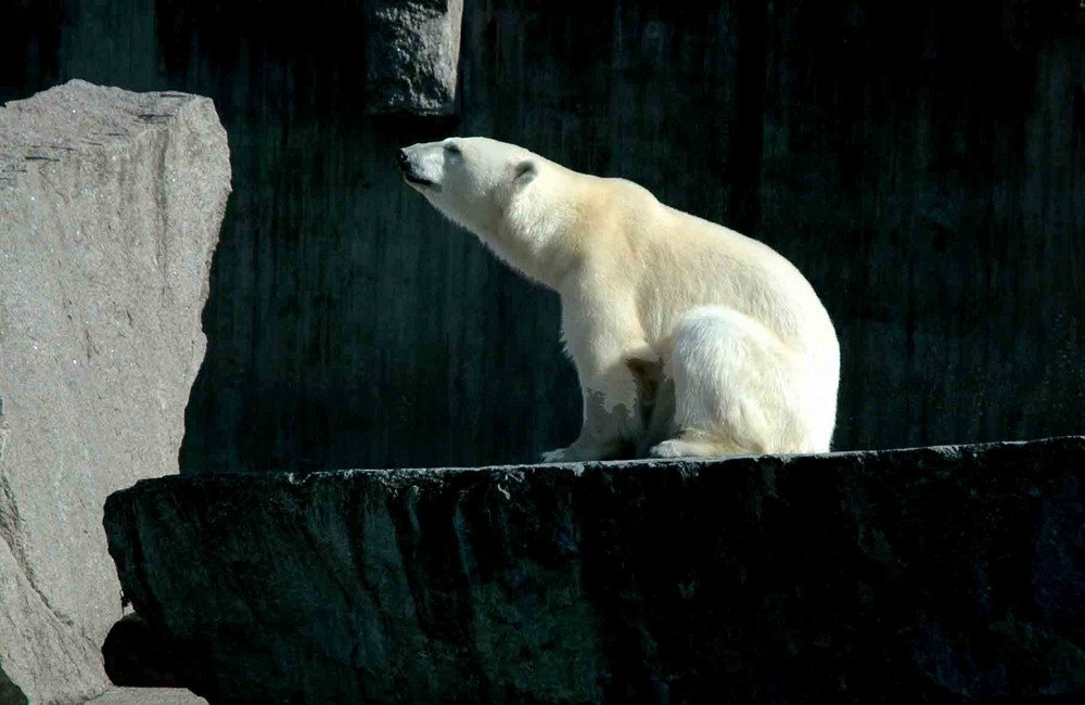 Eisbärenstark im Wilden Süden