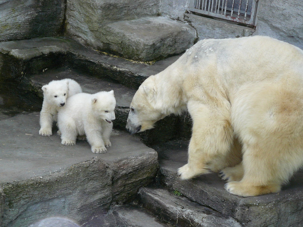 Eisbärenzwillinge aus Schönbrunn