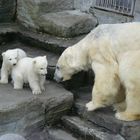 Eisbärenzwillinge aus Schönbrunn