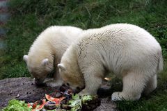 Eisbärenzwillinge Nela & Nobby - 2. Frühstück - Fisch u. Melone