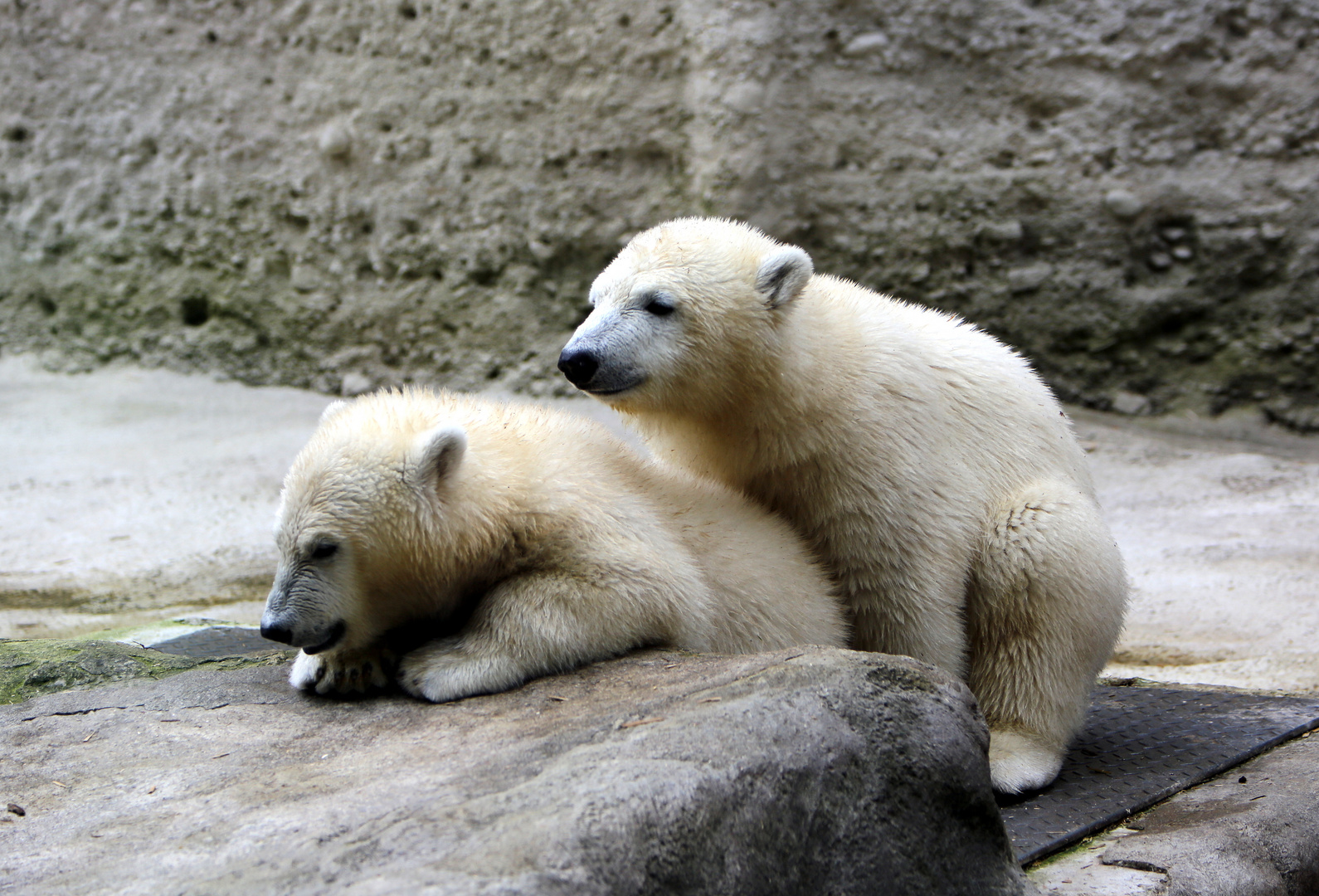 Eisbärenzwillinge Nela & Nobby