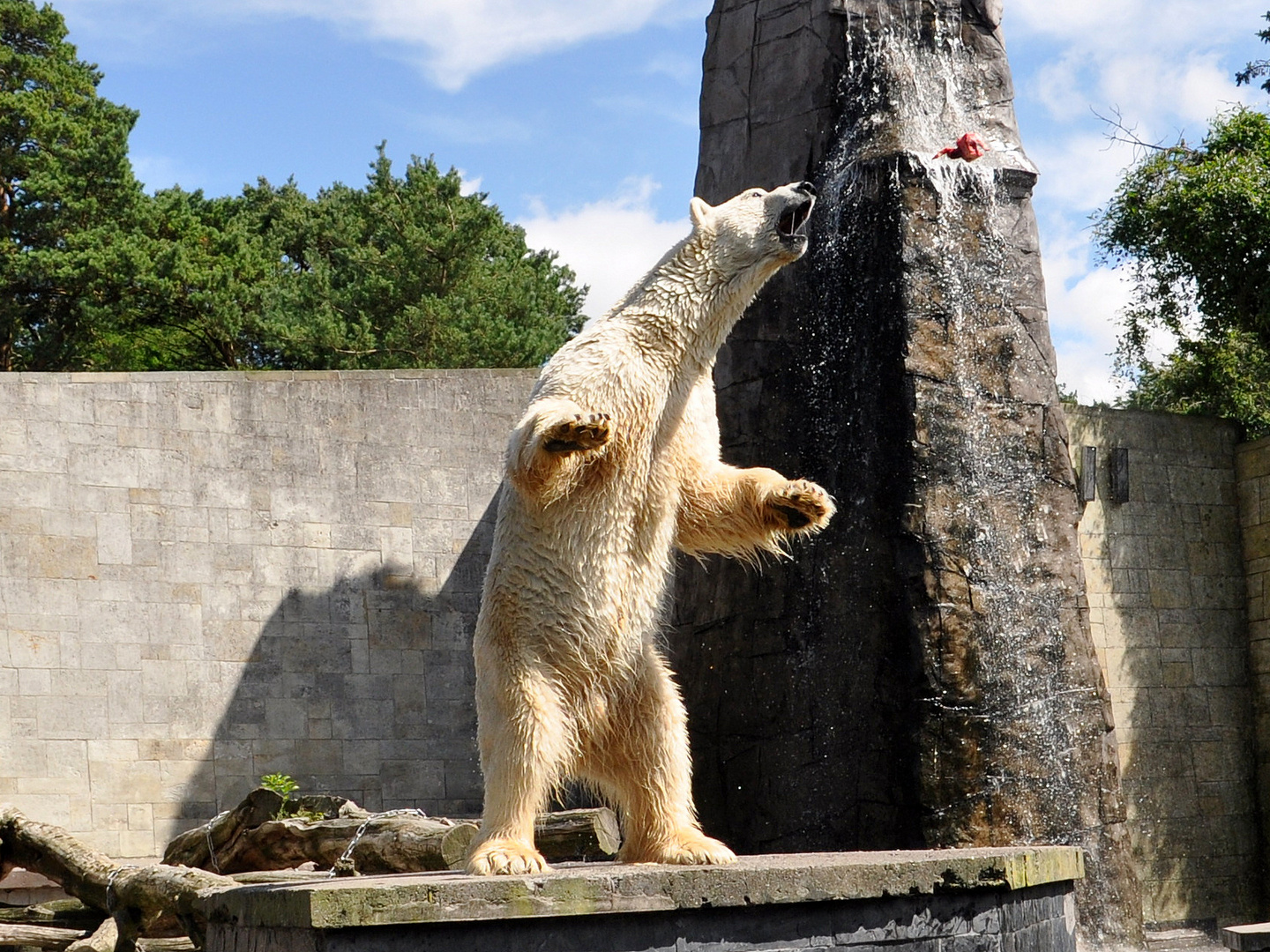 Eisbärfütterung Zoo Rostock ( Lars )